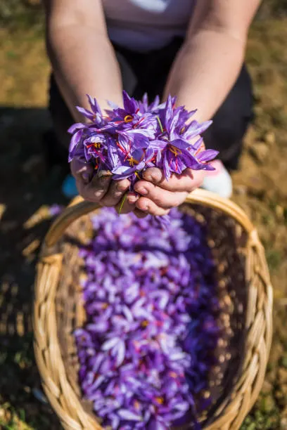 Wild Saffron from Kashmir, India
